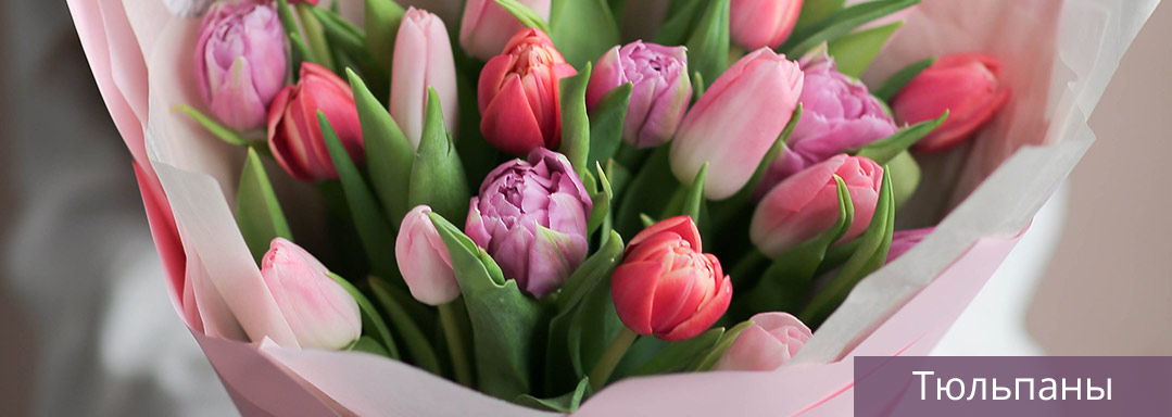 Тюльпаны